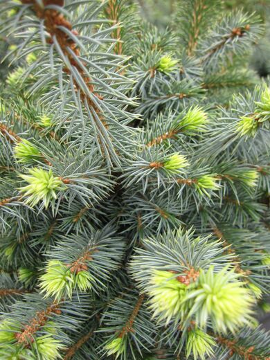 Picea sitchensis 'Midget'