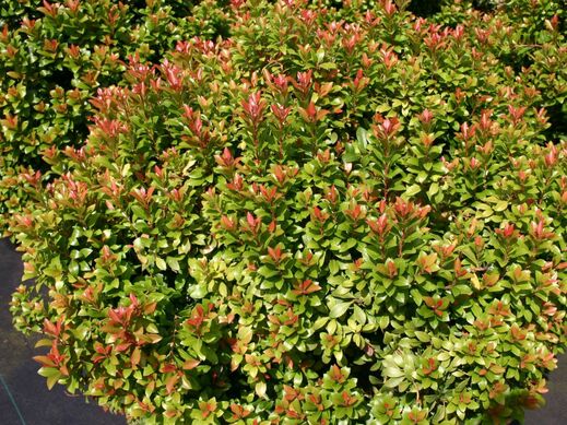 Pieris jap. 'Little Heath Green'