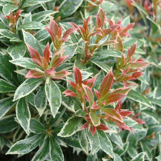 Pieris jap. 'Little Heath'