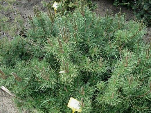 Pinus cembra - Borovice limba