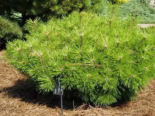 Pinus densiflora Jane Kluis - Borovice hustokvětá