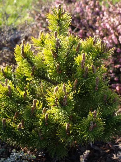 PINUS MUGO-Borovice kleč mugo