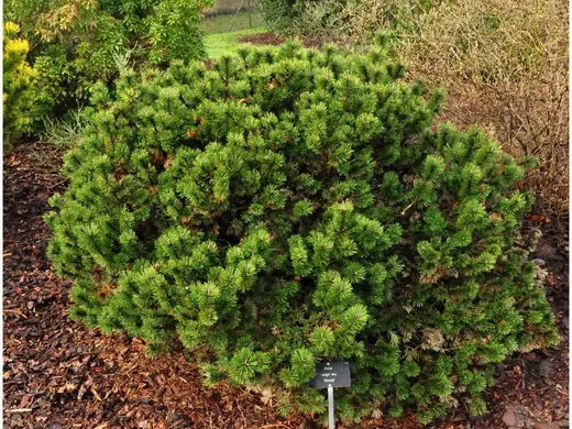 Pinus mugo Jacobsen - Borovice kleč