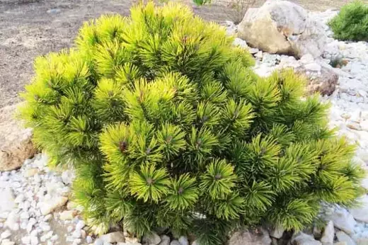 Pinus mugo Ophir - Borovice kleč