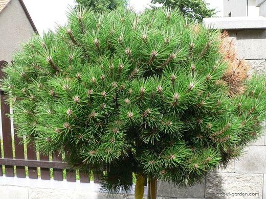 Pinus sylvestris Albyns - Borovice lesní