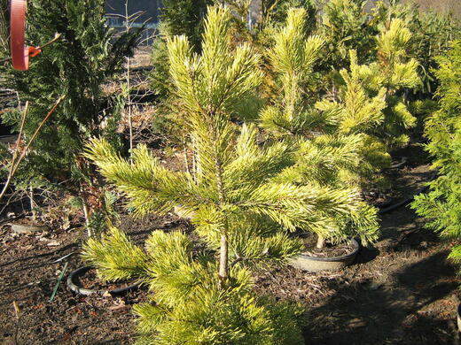 Pinus sylvestris Aurea - Borovice lesní