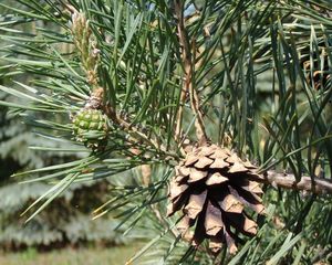 pinus sylvestris Pygmaea - Borovice lesní