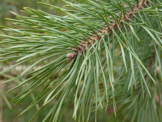 pinus sylvestris Pygmaea - Borovice lesní