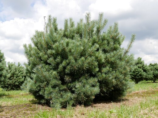 Pinus sylvestris Wateriri - Borovice lesní