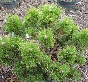 Pinus thunbergii Kotobuki - Borovice Thunbergova