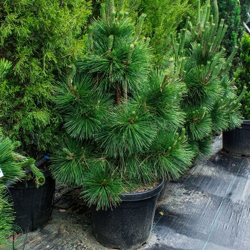 Pinus thunbergii Majima - Borovice Thunbergova Majima