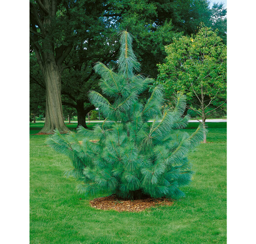 Pinus wallichiana - Borovice himalájská