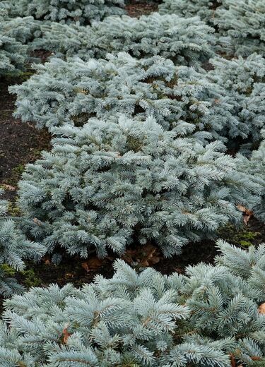 Picea pungens 'Karpaten' PBR