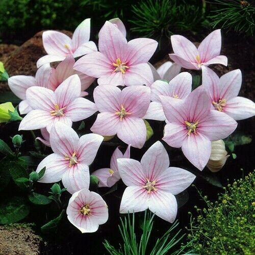 Platycodon gran. 'Astra Rose' Boubelka ´Astra Rose'