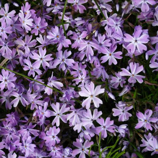 Phlox subulata G.F. Wilson