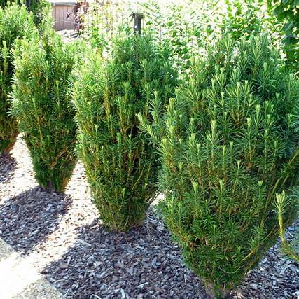 Cephalotaxus har. 'Fastigiata' - Hlavotis peckovicový