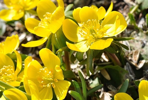 Mochna křovitá Goldfinger - POTENTILLA FRUTICOSA GOLDFINGER