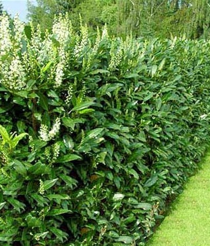 PRUNUS LAUROCERASUS CAUCASICA.jpg