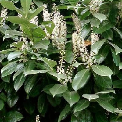 Bobkovišeň lékařská Caucasica -  PRUNUS LAUROCERASUS CAUCASICA