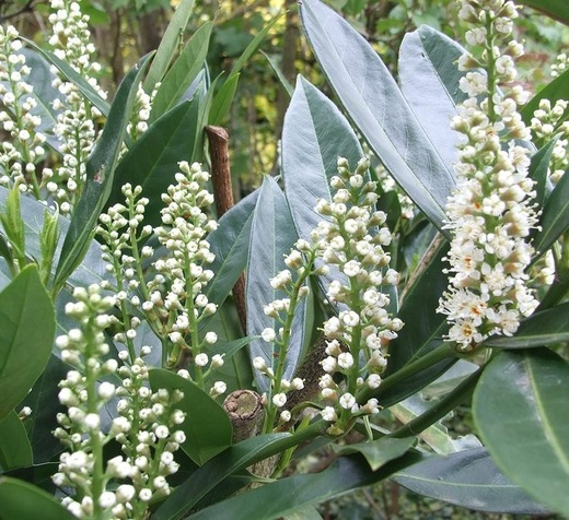Bobkovišeň lékařská Otto Luyken - PRUNUS LAUROCERASUS OTTO LUYKE
