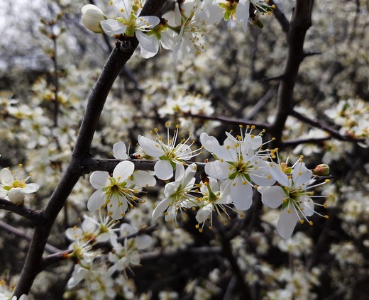 Prunus spinosa - Trnka - Slivoň trnitá.jpg