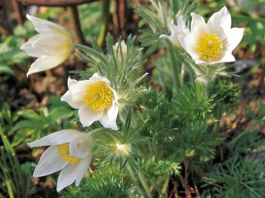 Pulsatilla vulg. 'P. White' Koniklec obecný 'P. White'