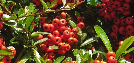 pyracantha coccinea kasan - Hlohyně Kasan.jpg