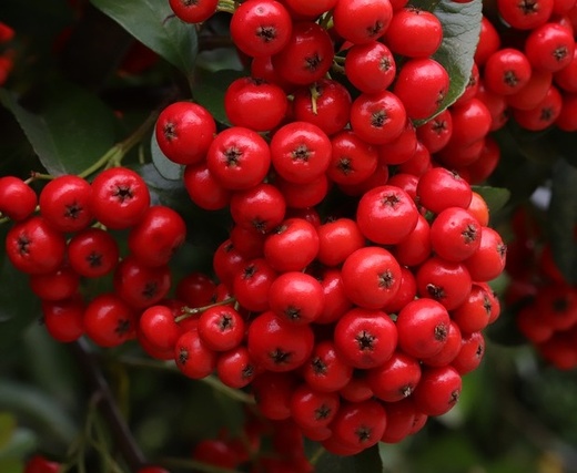 Pyracantha Orange Glow - Hlohyně.jpg