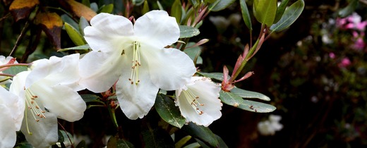 rhododendron-3407270_1920 - baner.jpg