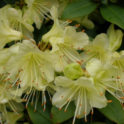 Rhododendron 'Golden Wonder'