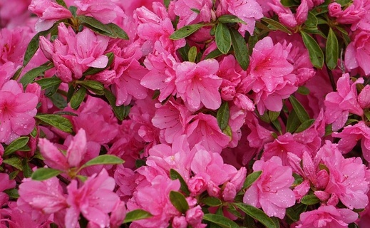 rhododendron hybridum - Pěnišník.jpg