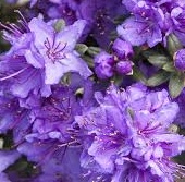 Rhododendron impeditum - Pěnišník modrý.jpg