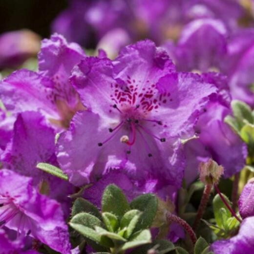 Rhododendron keleticum