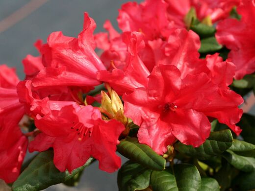 Rhododendron (R) 'Scarlet Wonder'