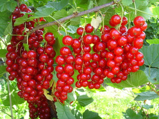 Ribes 'Jonkheer Van Tets'
