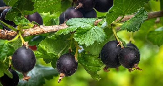Ribes Josta - Meruzalka.jpg