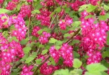 ribes sanguineum pulborough scarlet - Meruzalka  krvavá.jpg