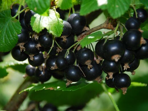 Ribes 'Titania'