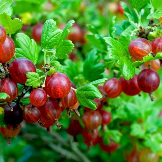 Ribes uva-crispa 'Hinnonmaeki Red'