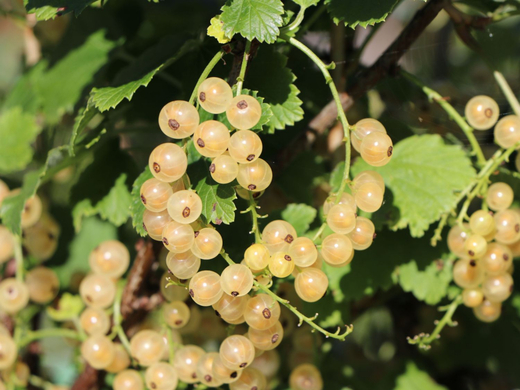Ribes 'Versailský bílý'