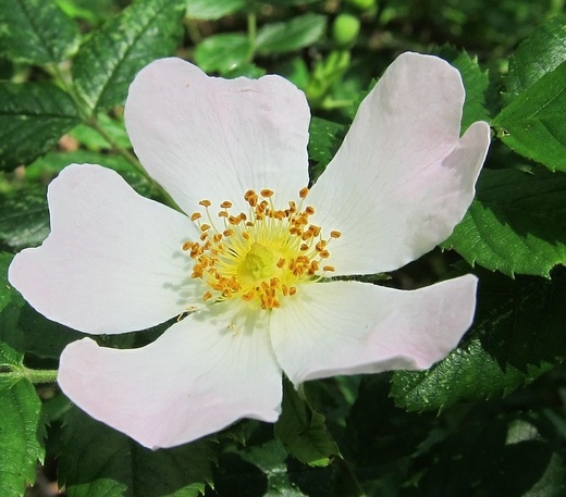 rosa arvensis - Růže plazivá.jpg