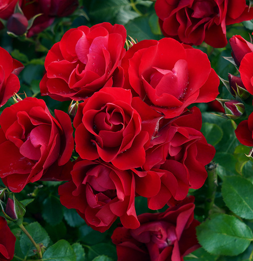 Rosa Kordes Black Forest Rose - Růže polyantha.jpg