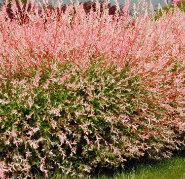 Salix nitegra Hakuro-nishiki - Vra celolistá (japonská).jpg