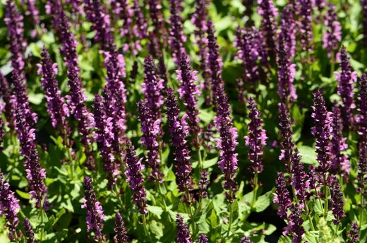 Salvia nem. 'Sen.® Compact Bright Rose' Šalvěj hajní 'Sen.® Comp