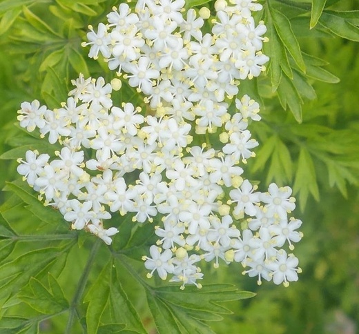 Sambucus nigra Golden Tower - Bez černý.jpg