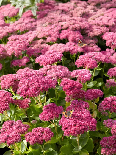 Sedum 'Herbstfreude' syn. 'Autumn Joy' Rozchodník nachový 'Herbs