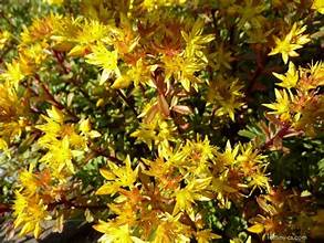 Sedum flor. 'Golden Yellow' Rozchodník květonosný 'Golden Yellow