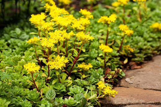 Sedum floriferum Rozchodník