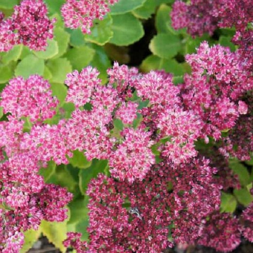 Sedum spectabile 'Brillant' Rozchodník nádherný 'Brillant'