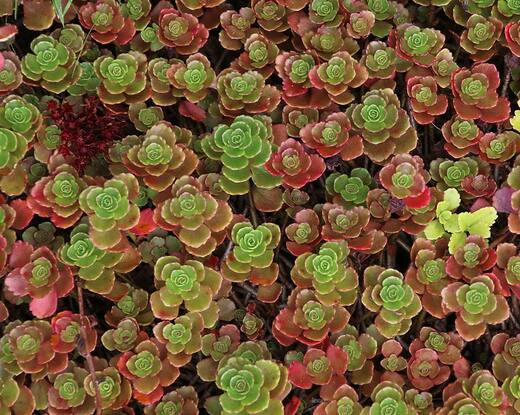 Sedum spurium Coccineum